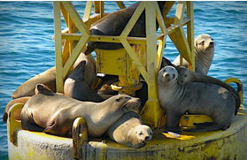 Harbor Seals