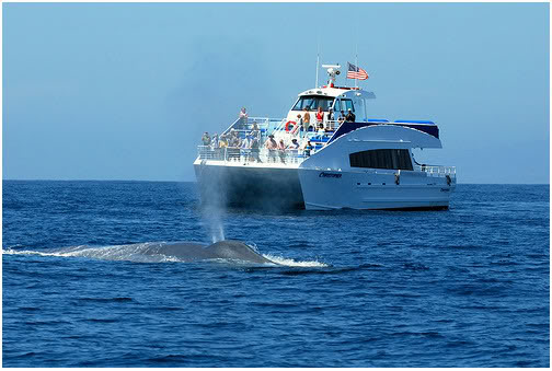 Christopher with Blue Whale